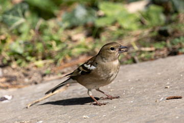 Chaffinch (Fringilla coelebs) in Phoenix Park, Dublin. Commonly found in Europe and North Africa.