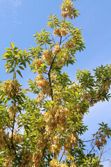 Maple (Acer negundo) branch with ripening seeds