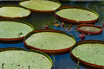 Victoria amazonica