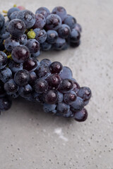 Fresh dark grapes on a light background. Concept of wine vitamins and health.