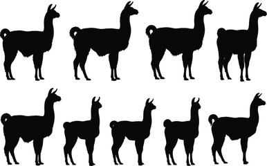 Art & Illustration © Fahim Creative