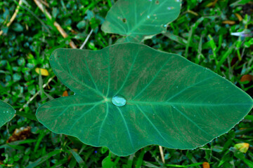 Water Droplet on a Textured Taro Leaf (Colocasia esculenta) with a Blurred Green Grass Background.