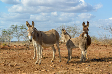 Group of donkeys in the caatinga landscape of Cabaceiras, Paraiba, Brazil