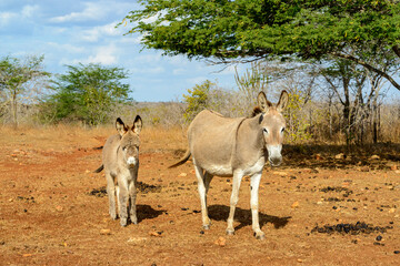 Mother and Baby Donkey in Cabaceiras, Paraiba, Brazil