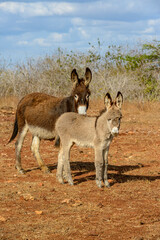 Mother and Baby Donkey in Cabaceiras, Paraiba, Brazil