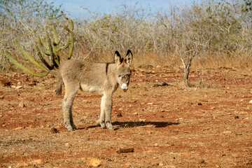 Young donkey in the semi-arid backlands of Cabaceiras, Paraiba, Brazil