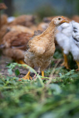 Pair of white puma r78 voyage sneakers with gum sole