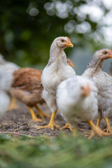 Pair of white puma r78 sneakers with gum sole resting on transparent background