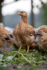 Pair of white puma sneakers leaning on a red shoebox