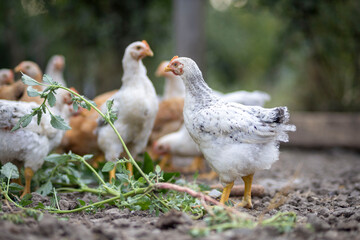 White puma sneakers in open box with tissue paper
