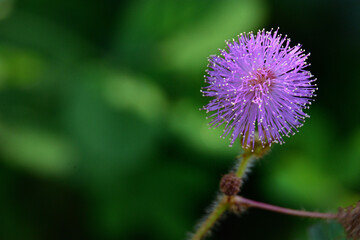 Vibrant Mimosa pudica flower, also known as the sensitive plant, in full bloom.