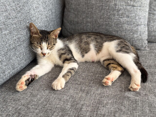 Cat sleeping on gray sofa with soft cushion. Domestic tranquility, comfort, and peaceful lifestyle in quiet interior home environment.