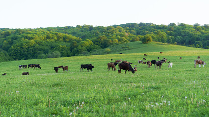 Cattle grazing peacefully in a lush green meadow during the late afternoon in a rural landscape