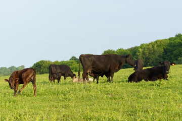 Naklejka premium Cattle grazing peacefully in a lush green pasture during the serene morning hours of summer