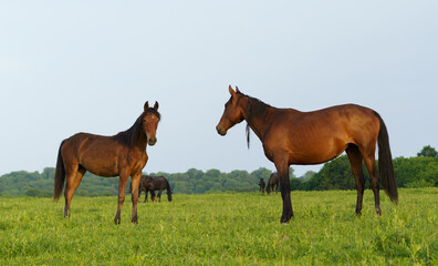 Obraz premium Two horses interact in a lush green field during early evening under a clear sky in rural countryside setting