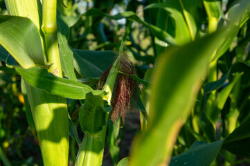 Corn silk is visible atop a stalk surrounded by green leaves in a sunny agricultural field during summer