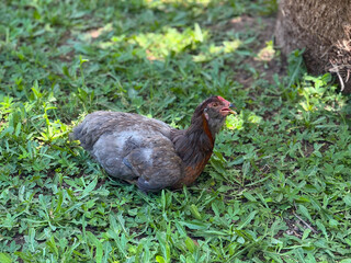A brown hen rests on green grass near a tree in natural sunlight outdoors. Rural lifestyle, poultry farming and wildlife presence in agricultural environment.