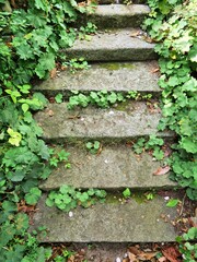 Green plants growing between old concrete steps
