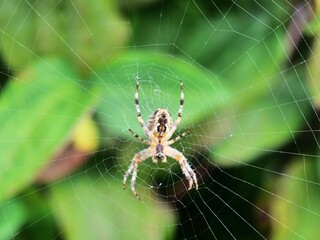 Spider waiting on its web with green background