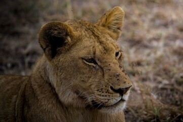 Lioness resting in the African savannah.