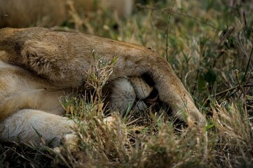 Lion resting in the grass