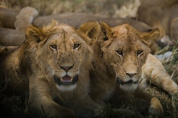 Lions Resting in Natural Habitat