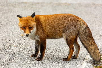 Una volpe nel bosco in autunno