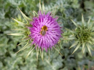 a close up of a carder bee collecting pollen from the purple flower of a thistle. 