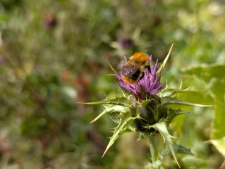 a close up of a carder bee collecting pollen from the purple flower of a thistle. 