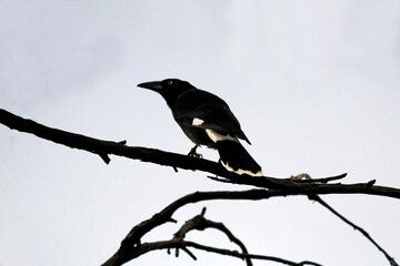Australian Pied Currawong (Strepera graculina)