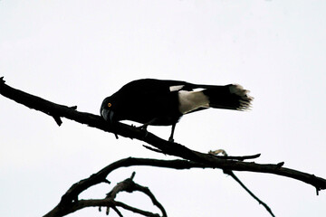 Australian Pied Currawong (Strepera graculina)