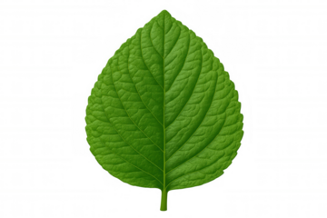 Verdant leaf highlighting intricate venation, isolated on transparent backdrop, emphasizing botanical details with minimalist clarity