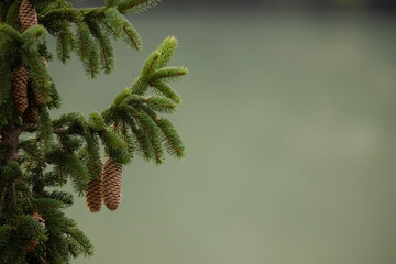 Fichten Zapfen auf Ast