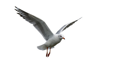 Fototapeta premium Solitary graceful seagull with transparent body, grey-tipped wings, orange feet, wings spread mid-flight against a pristine unfocused background with soft studio lighting, concept of freedom and