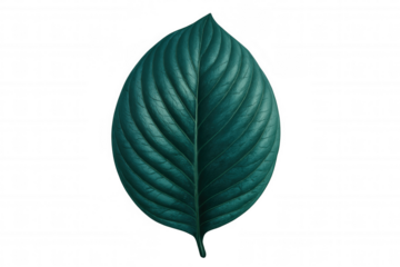 Close-up of a vibrant green leaf with prominent veins, isolated on a transparent background, creating a striking visual element for nature-themed designs