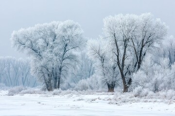 Fototapeta premium Frost-covered trees by a snowy river in a wintry landscape during early morning light