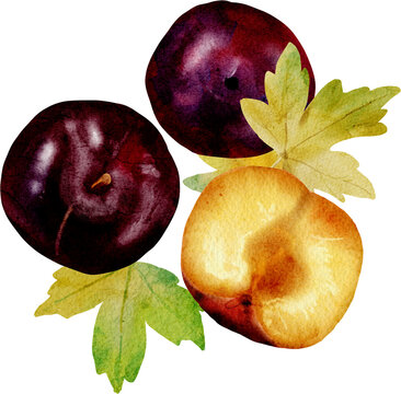 watercolor elements plum apples leaves autumn composition
