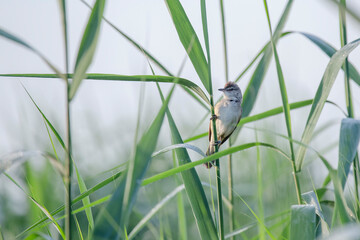 great reed warbler sitting on green stem of reed at riverside