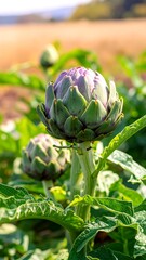 Obraz premium Close-up of artichoke buds