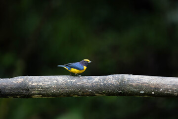Fototapeta premium Male Euphonia Perched on Branch in Ecuador