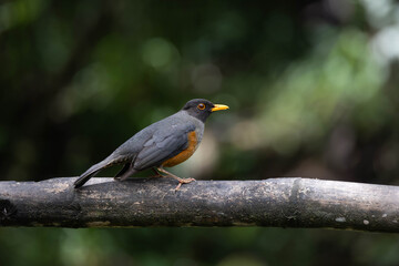 Great Thrush Perched on Branch in Ecuadorian Highlands