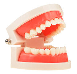 Plastic anatomical model of a human jaw isolated on a white background. Training model for students. Teaching oral hygiene.
