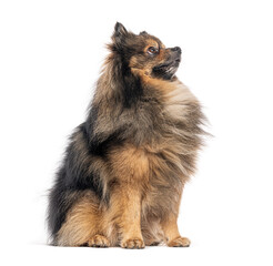 German spitz klein sitting and looking up on white background