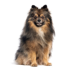 Adorable german spitz klein sitting and panting on white background
