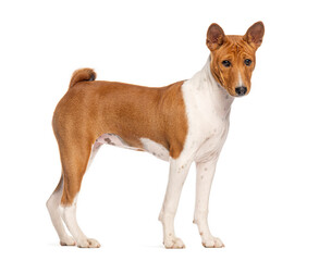 Basenji dog standing and looking away on white background