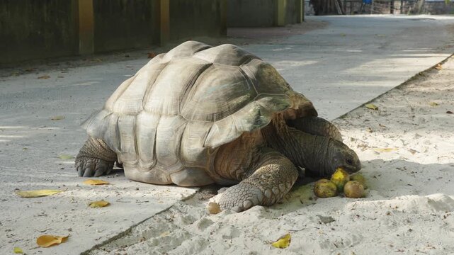 Giant is eating small mango fruits on a tropical island road surrounded by tropical vegetation