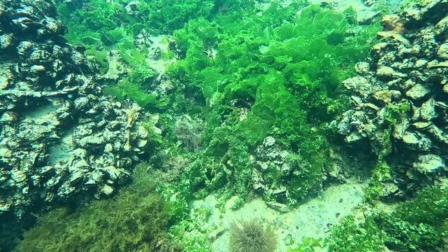 Underwater landscape, rocks with mussels overgrown with green algae Ulva lactuca in the Black Sea.