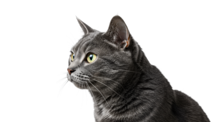 Mature domestic short-haired cat, chest-up, with crisp fur texture, bright alert eyes, and perked ears, isolated on a transparent studio background, conveying intense focus and analytical insight