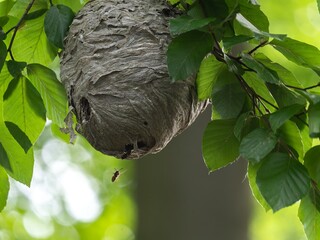 Wespennest im Baum