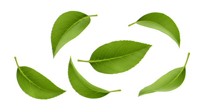 Fresh green leaves creating a natural pattern design on transparent background